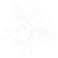 Désinsectisation Île-de-France Mr Nuisibles